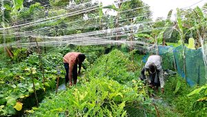 তরমুজ ও ফুটির খেতে পরিচর্যার কাজ চলছে।
