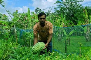 নিজের খেতের পরিপক্ব তরমুজ দেখাচ্ছেন লোকমান হোসেন।