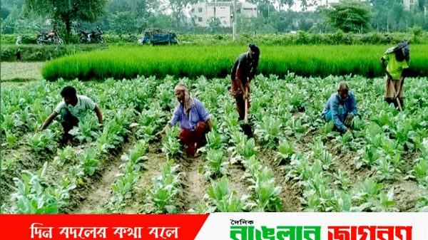 সবজি চাষ ও ফসল পরিচর্যায় ব্যস্ত কৃষকরা।