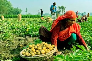 চাষের উপযুক্ত জমিকে বলে লায়েক জমি